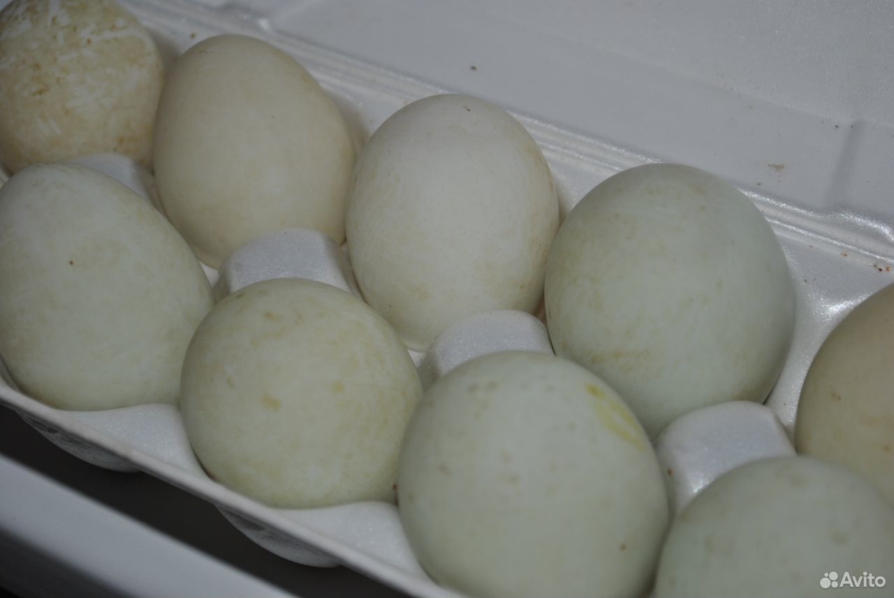 Индийский бегунок. Инкубационное яйцо купить на Зозу.ру - фотография № 2