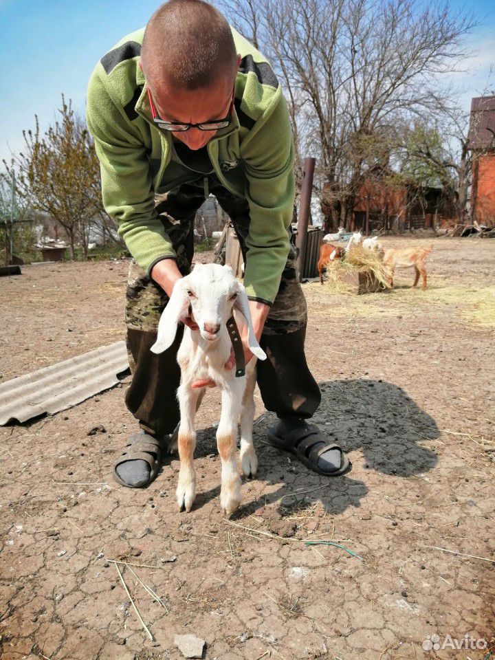 Козлик нубиец на племя купить на Зозу.ру - фотография № 1