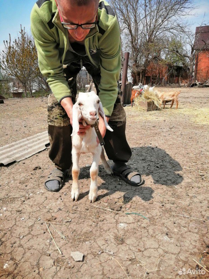 Козлик нубиец на племя купить на Зозу.ру - фотография № 3