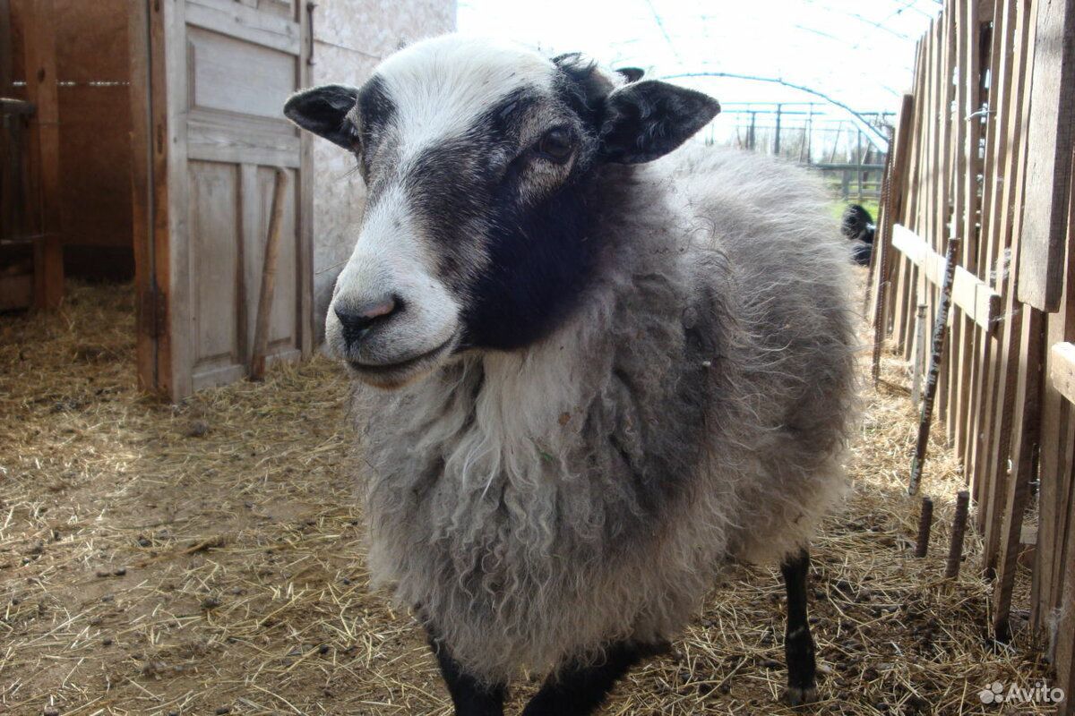 Романовская порода овец. Романовская овца с ягнятами. Ягнята Романовской породы. Продаются бараны Романовские. Купить овец омск