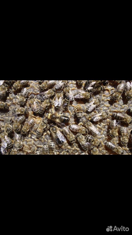 Пчёлы с ульем купить на Зозу.ру - фотография № 1