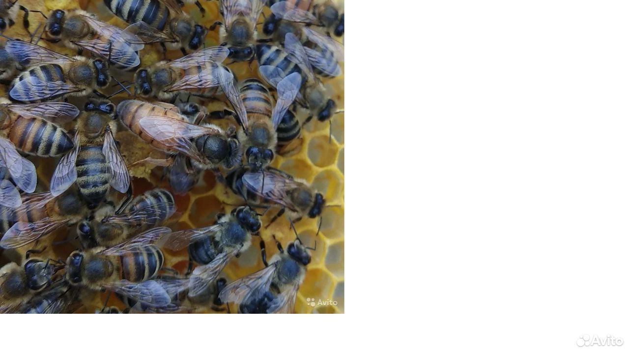 Пчелопакеты 4-х рамочные (карника, карпатка) купить на Зозу.ру - фотография № 2