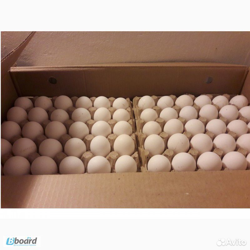 Инкубационное яйцо бройлера, индейки, утки купить на Зозу.ру - фотография № 1