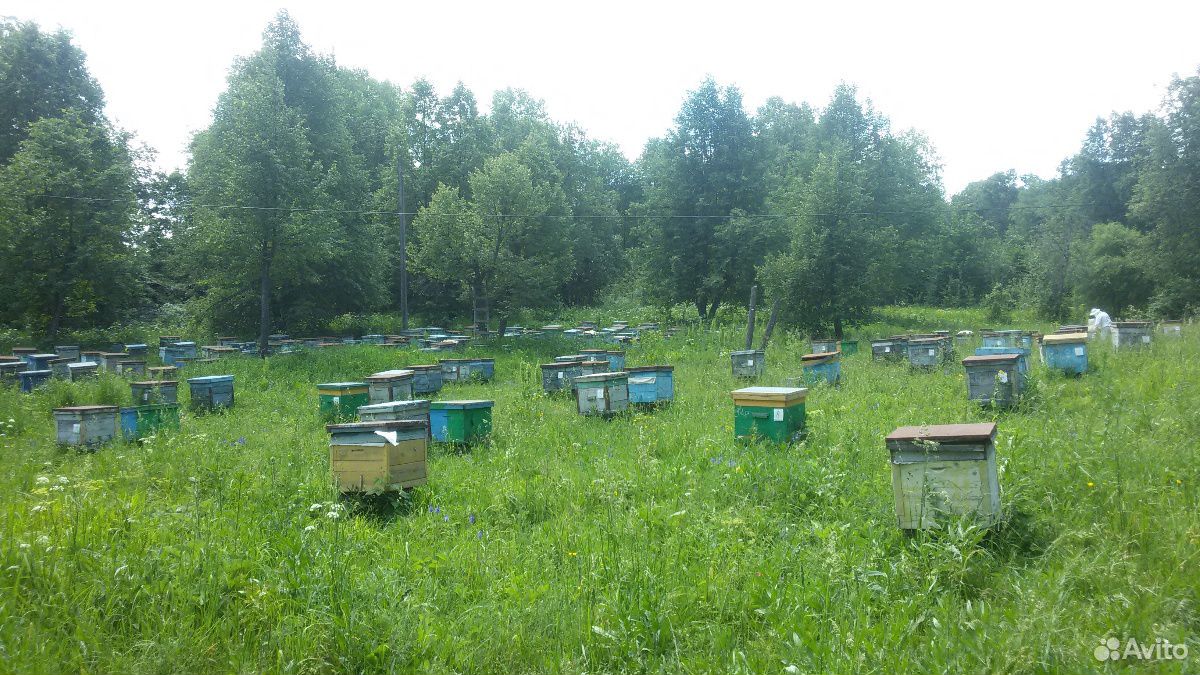 Пчелосемьи с ульем купить на Зозу.ру - фотография № 1