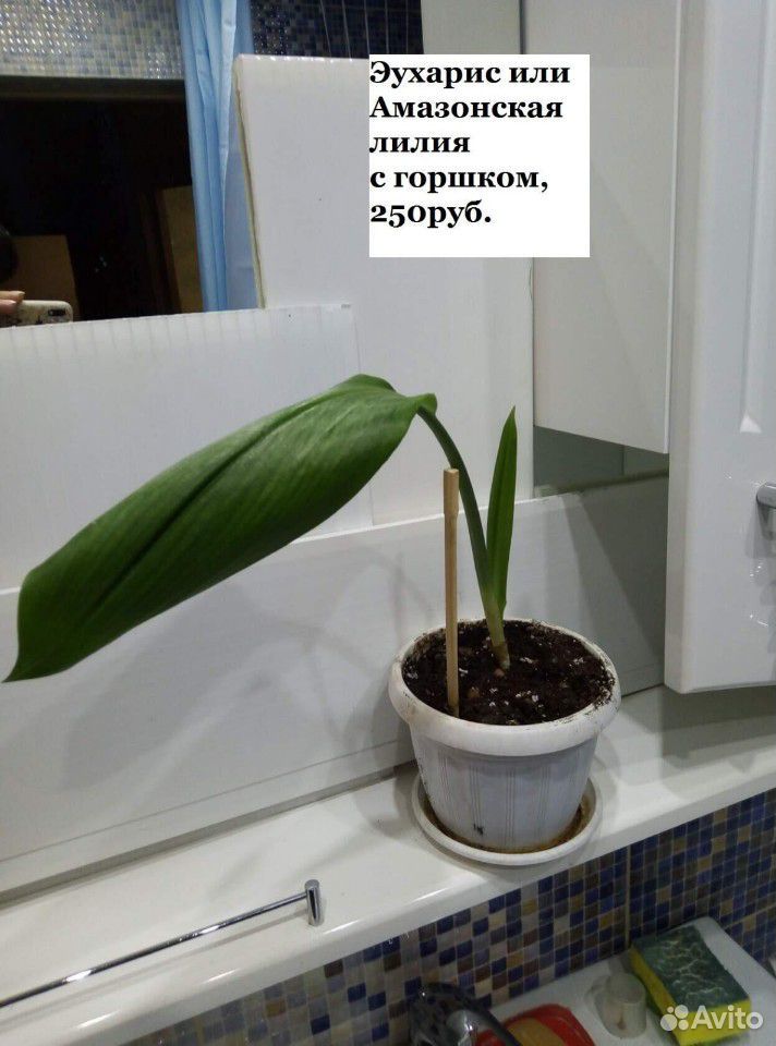 Амазонская лилия купить на Зозу.ру - фотография № 4