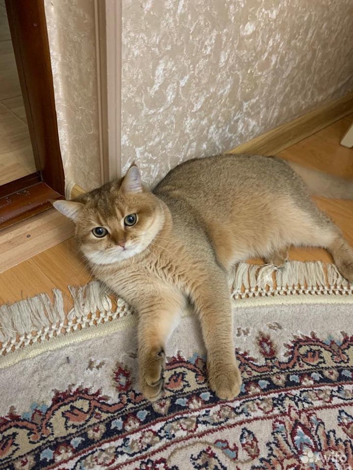 Кот золотая шиншилла 1 год купить на Зозу.ру - фотография № 2