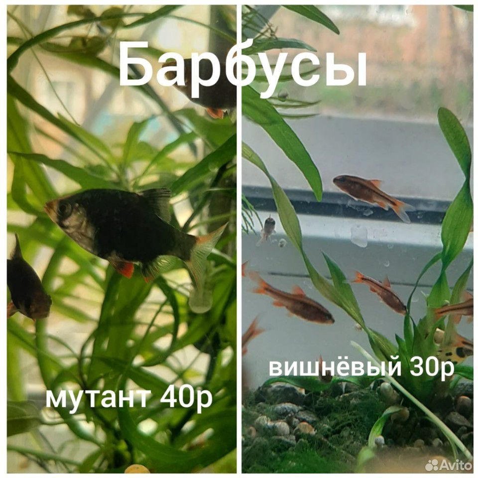 Аквариумные рыбки купить на Зозу.ру - фотография № 9
