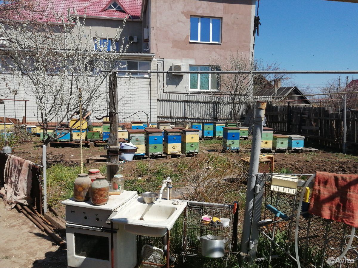 Пчёл-семьи купить на Зозу.ру - фотография № 2