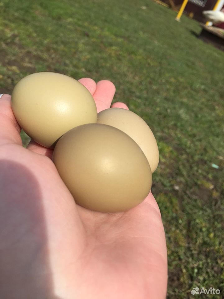 Инкубационное яйцо фазана купить на Зозу.ру - фотография № 3