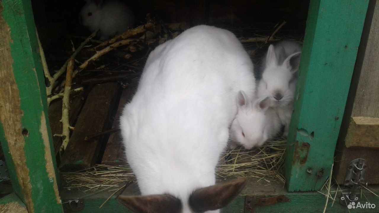 Кролики Калифорния купить на Зозу.ру - фотография № 4