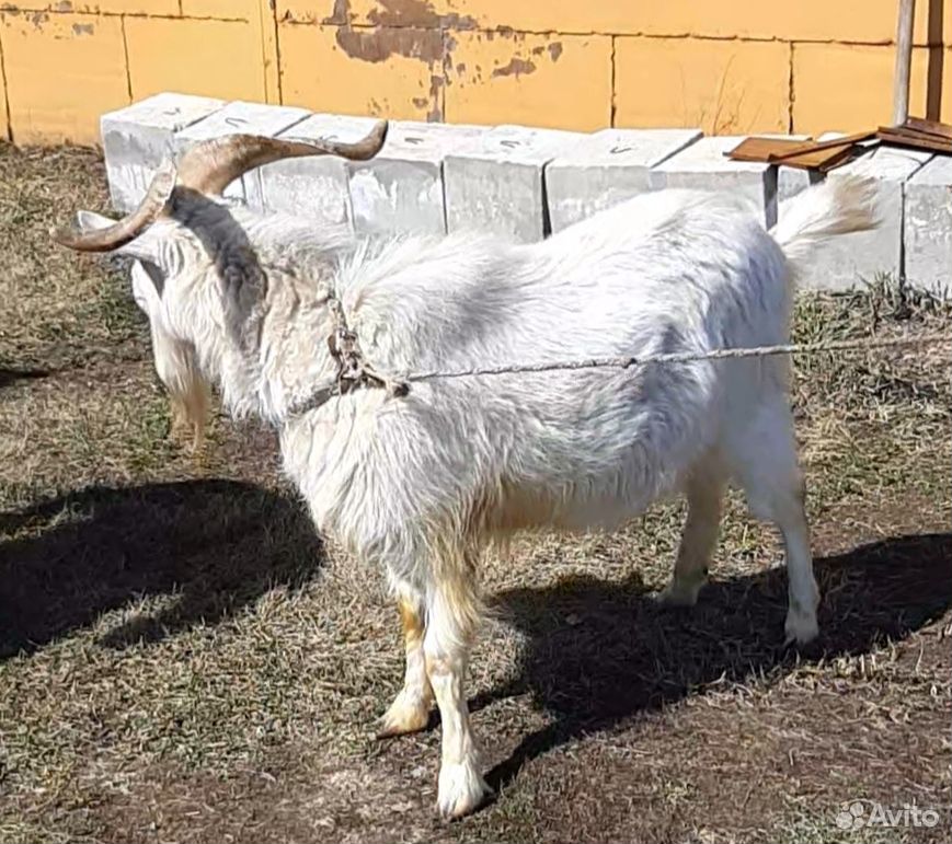 Коза дойная и белый козёл купить на Зозу.ру - фотография № 4