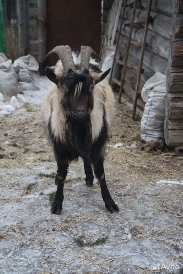 Альпийский козел купить на Зозу.ру - фотография № 2