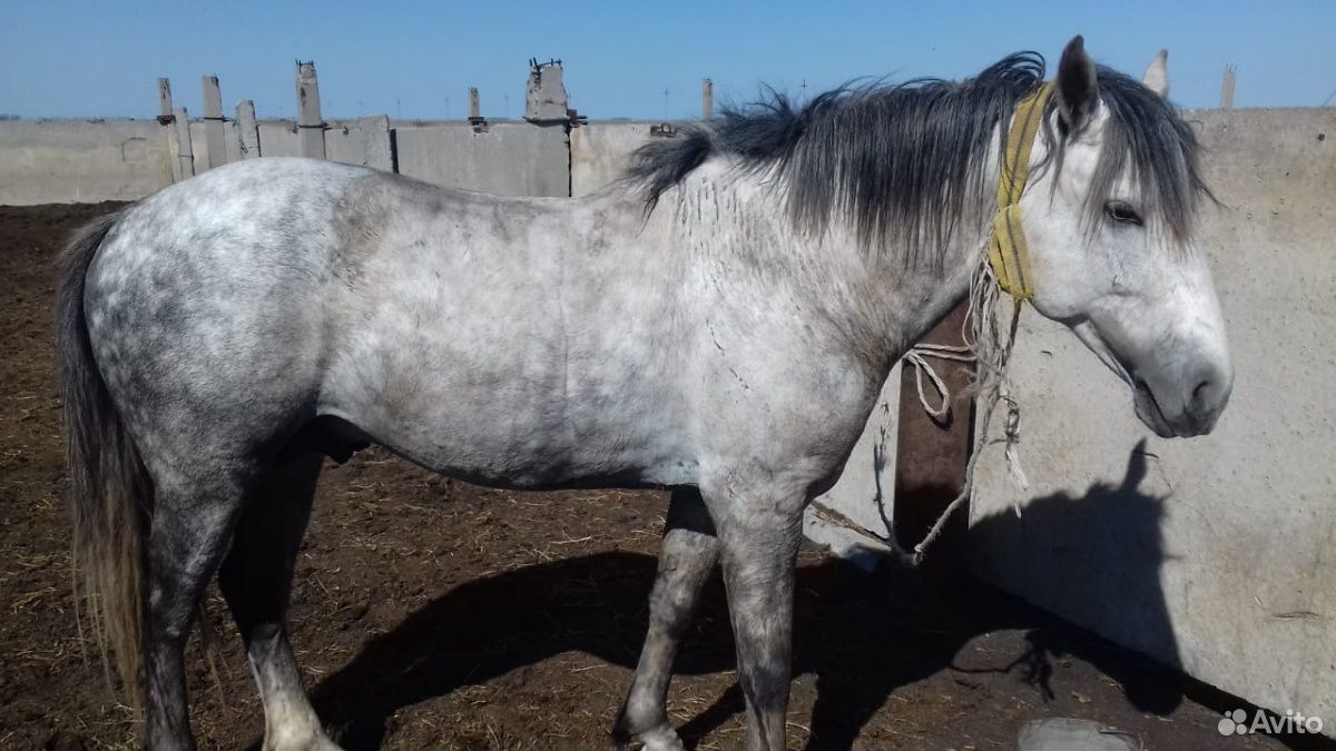 Лошадь ездовая купить на Зозу.ру - фотография № 1