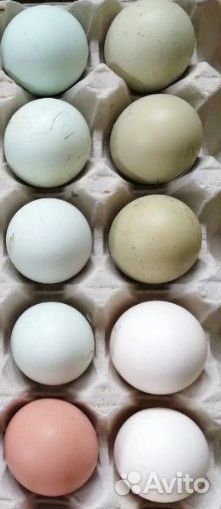 Цыплята от 14 суток от своих породных кур купить на Зозу.ру - фотография № 8