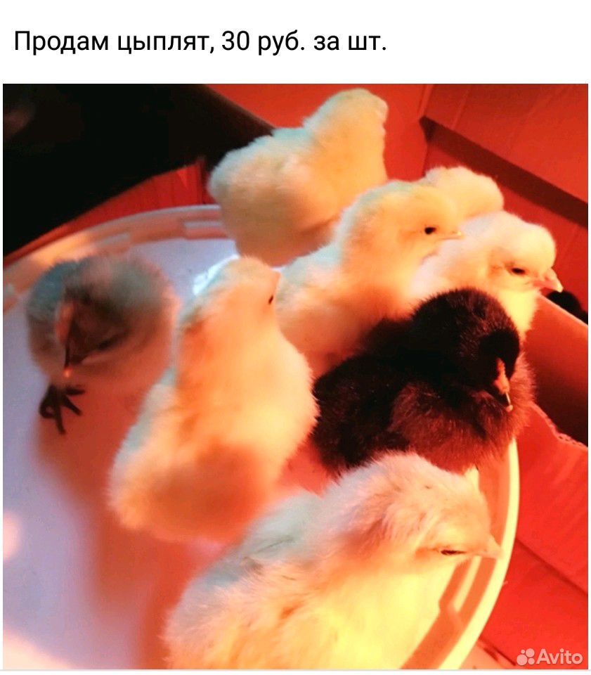 Киров цыплята