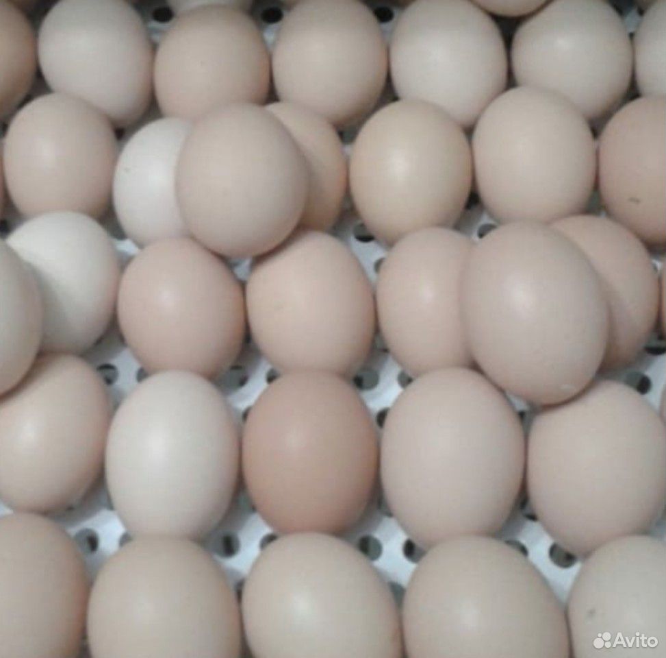 Продам недельных цесарят и инкуб яйцо индюка купить на Зозу.ру - фотография № 1