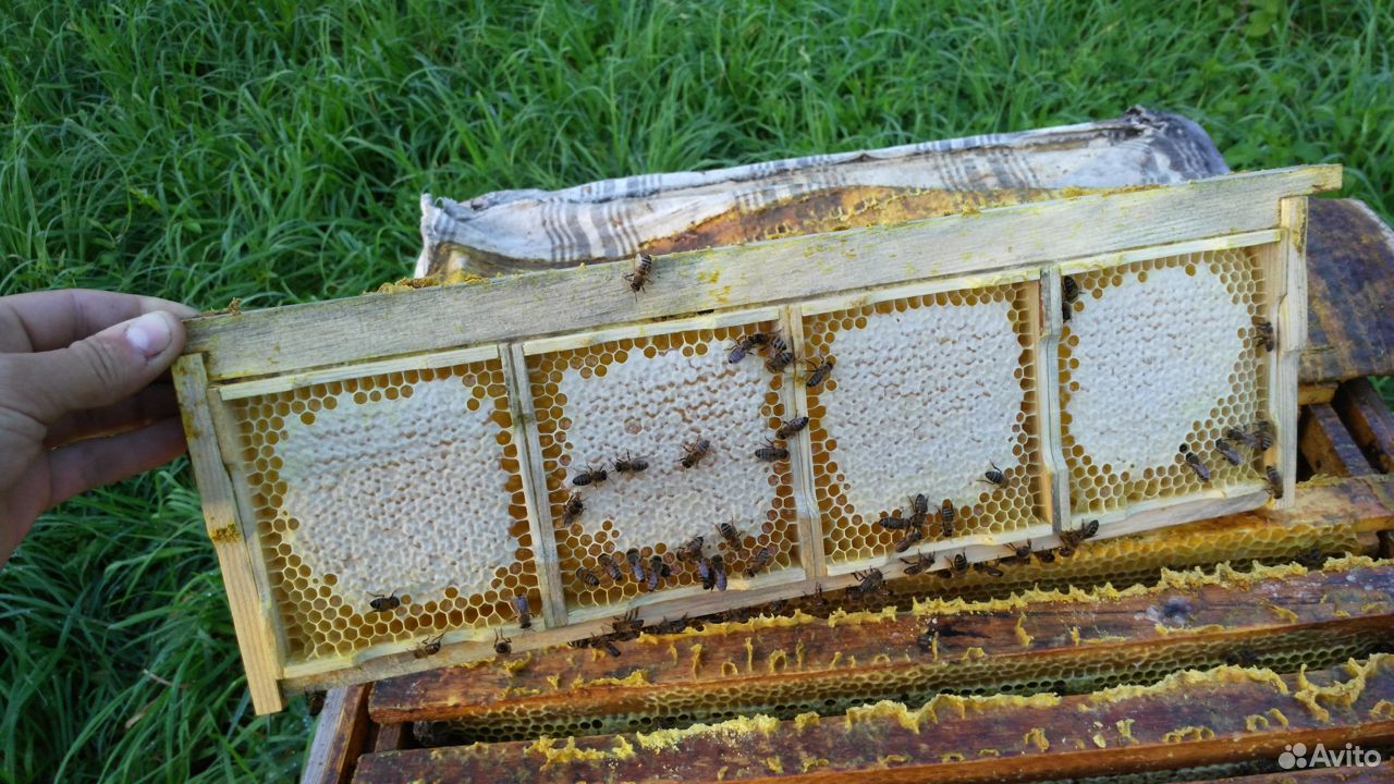 Продам отводки пчел Бакфаст купить на Зозу.ру - фотография № 1
