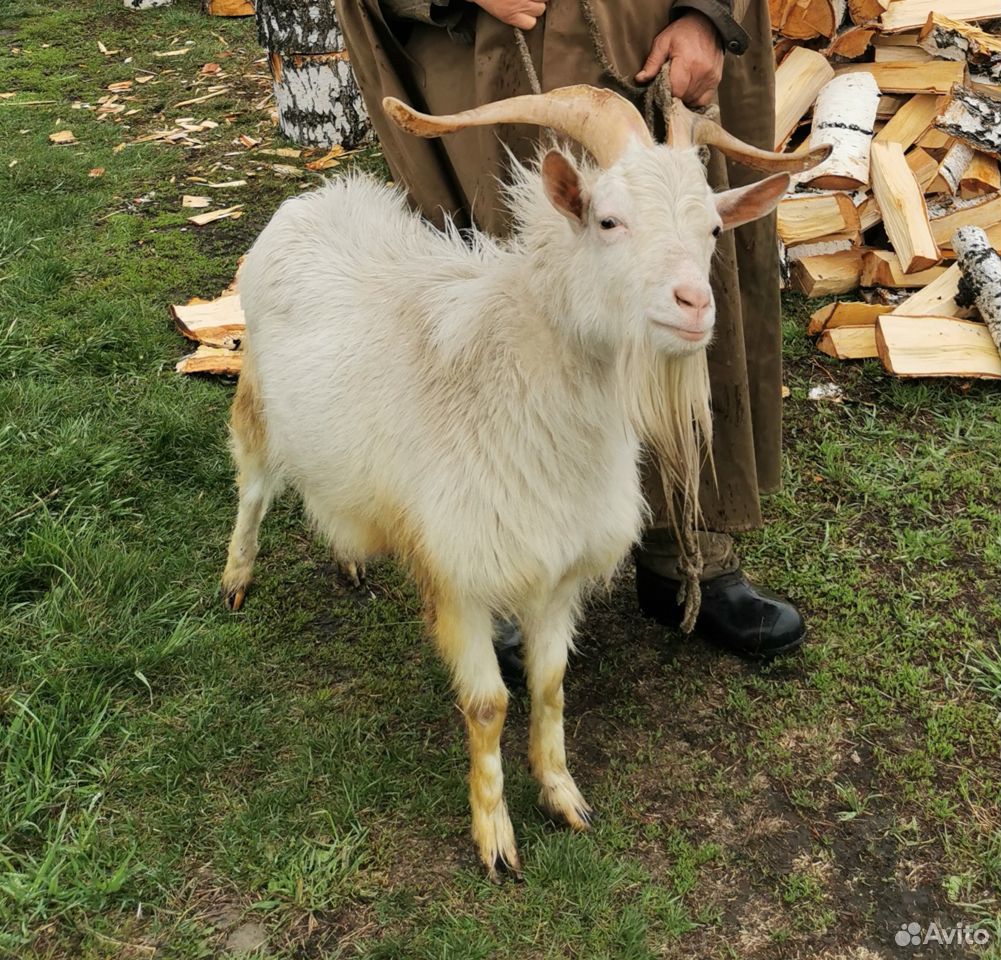 Козёл и дойная коза купить на Зозу.ру - фотография № 1