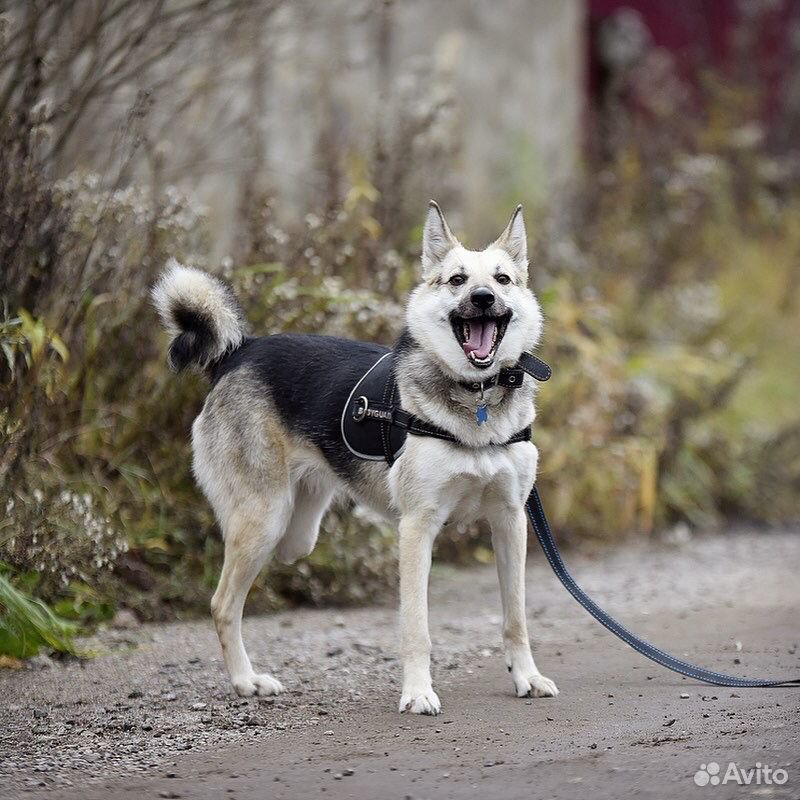 Собака для души и домашней жизни ищет дом купить на Зозу.ру - фотография № 5