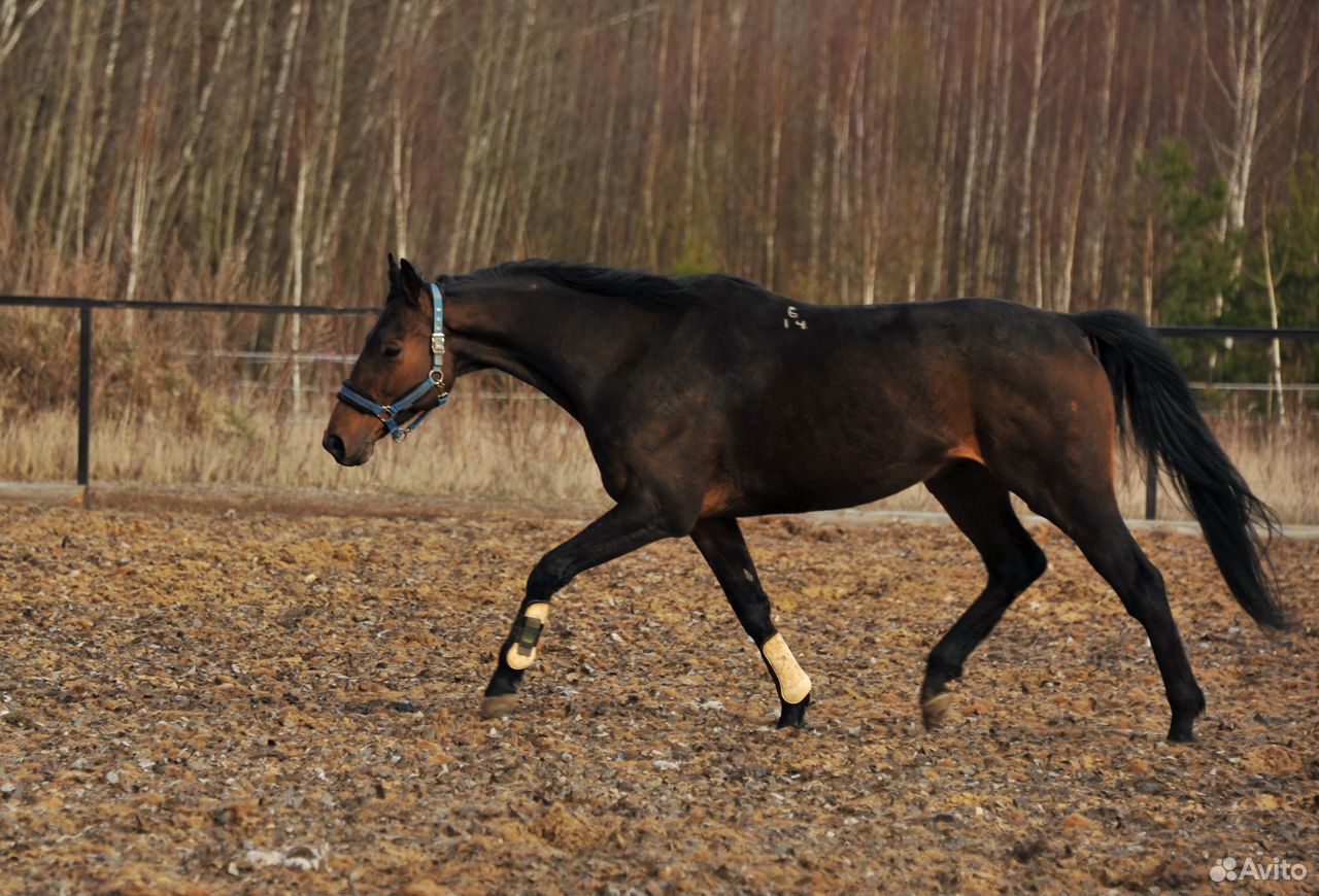 Спортивная лошадь под детей: обмен на пони-класс купить на Зозу.ру - фотография № 5