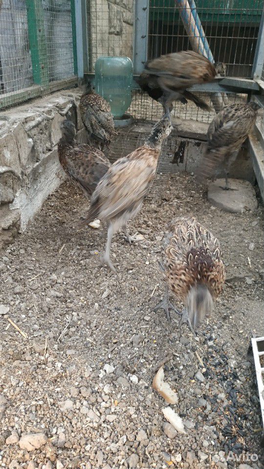 Молодняк охотничьих фазанов купить на Зозу.ру - фотография № 2