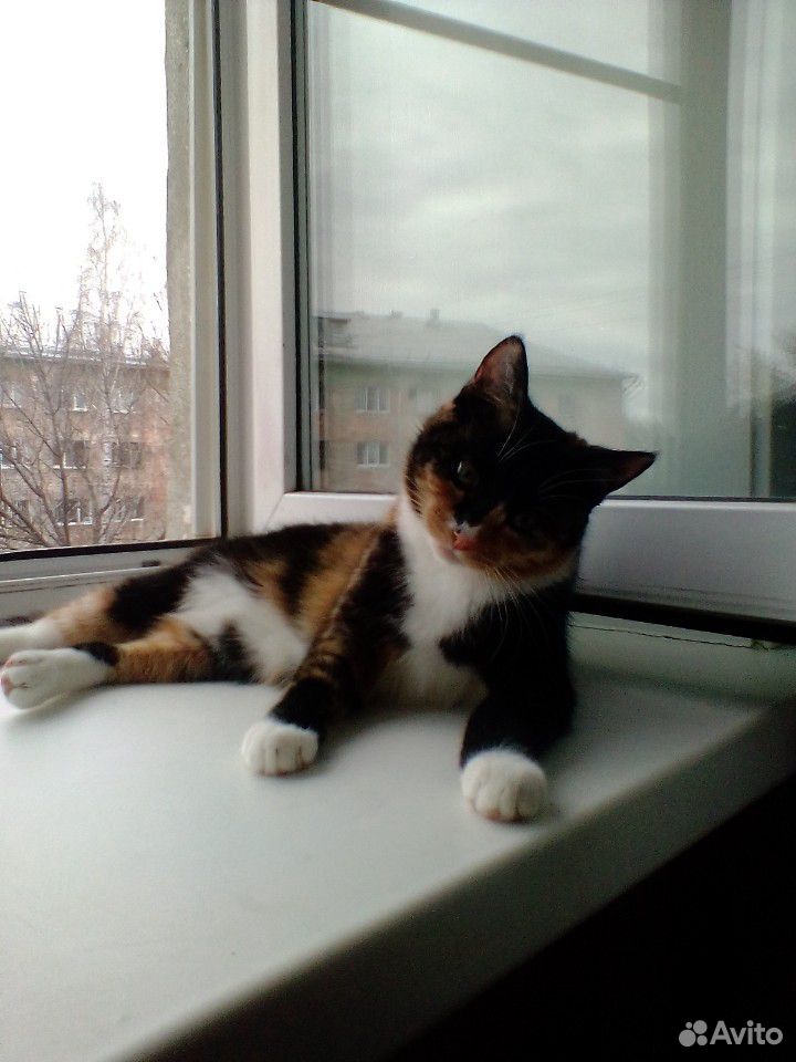 Кошечка купить на Зозу.ру - фотография № 1