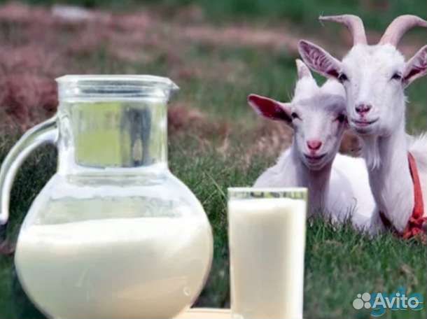 Домашнее козье молоко купить на Зозу.ру - фотография № 1