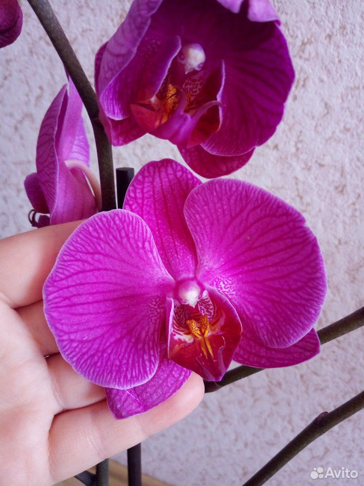 Продам орхидеи купить на Зозу.ру - фотография № 4