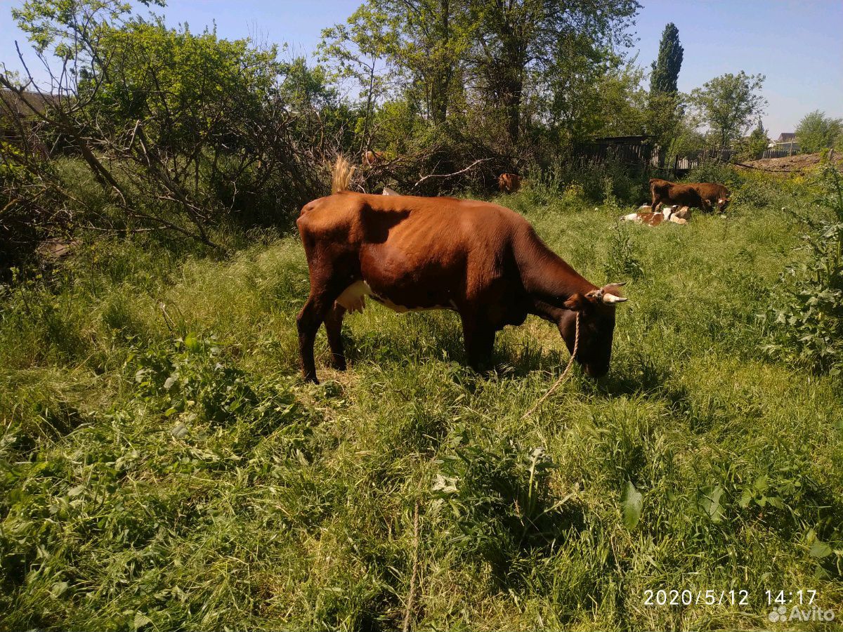Корова и бичок купить на Зозу.ру - фотография № 4