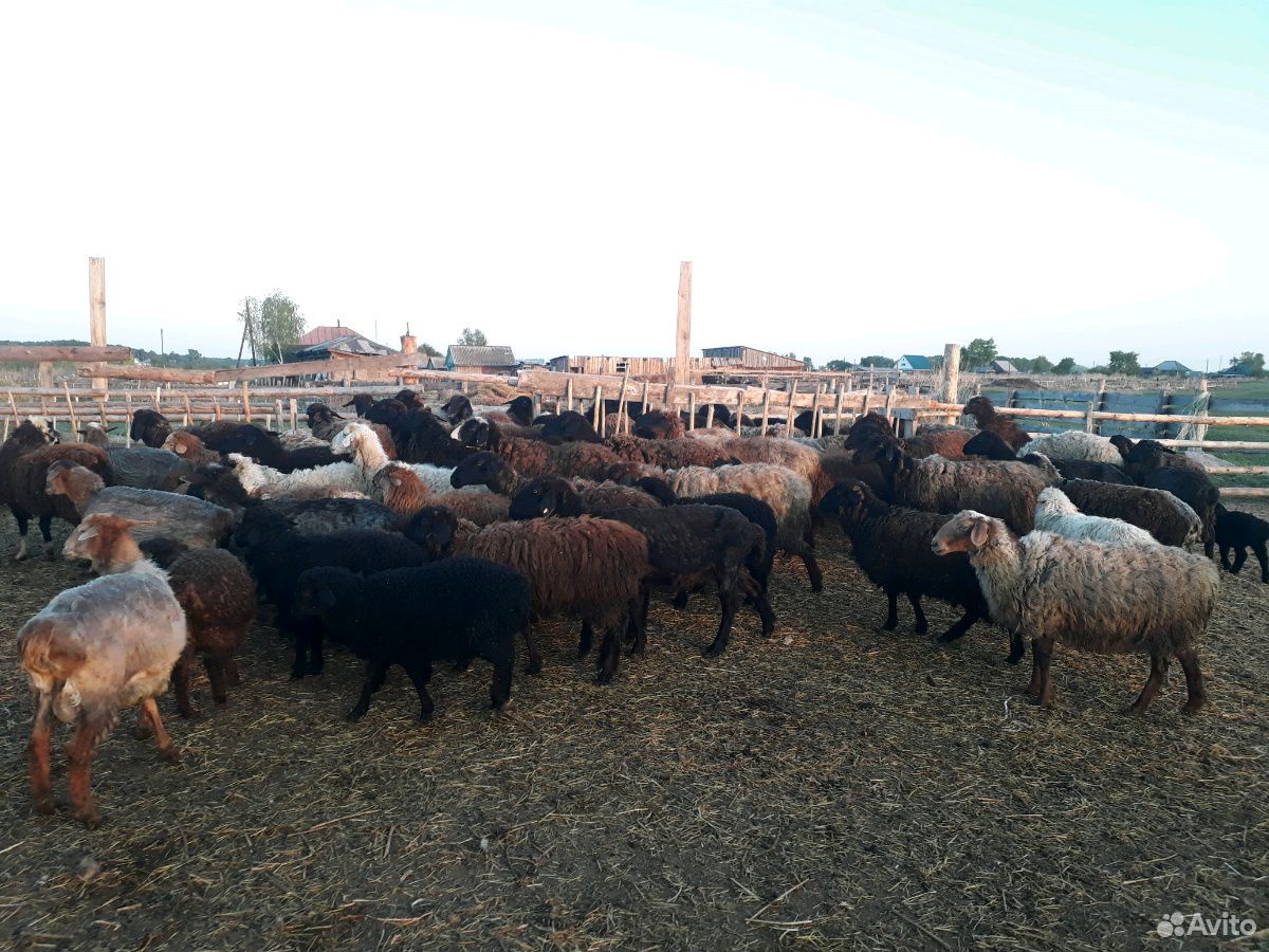Курдючные овцы 96шт купить на Зозу.ру - фотография № 5