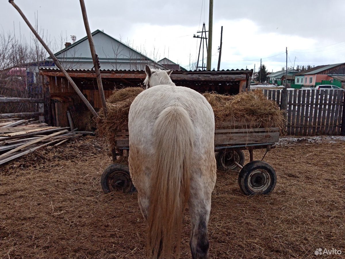 Лошадь кобыла полукровка 6лет идёт переступью купить на Зозу.ру - фотография № 7