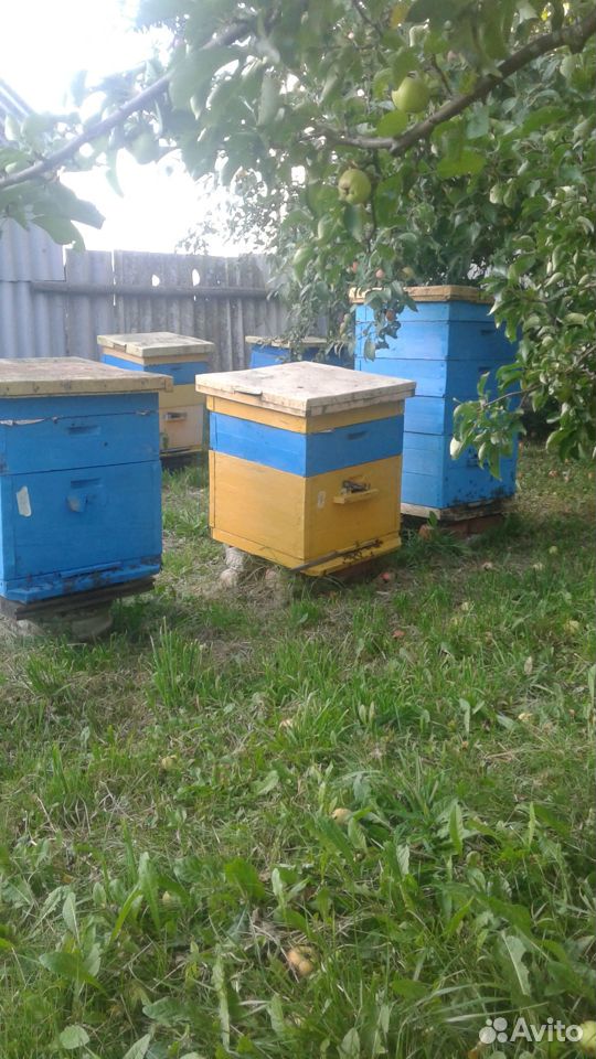 Продам ульи с пчелами купить на Зозу.ру - фотография № 2