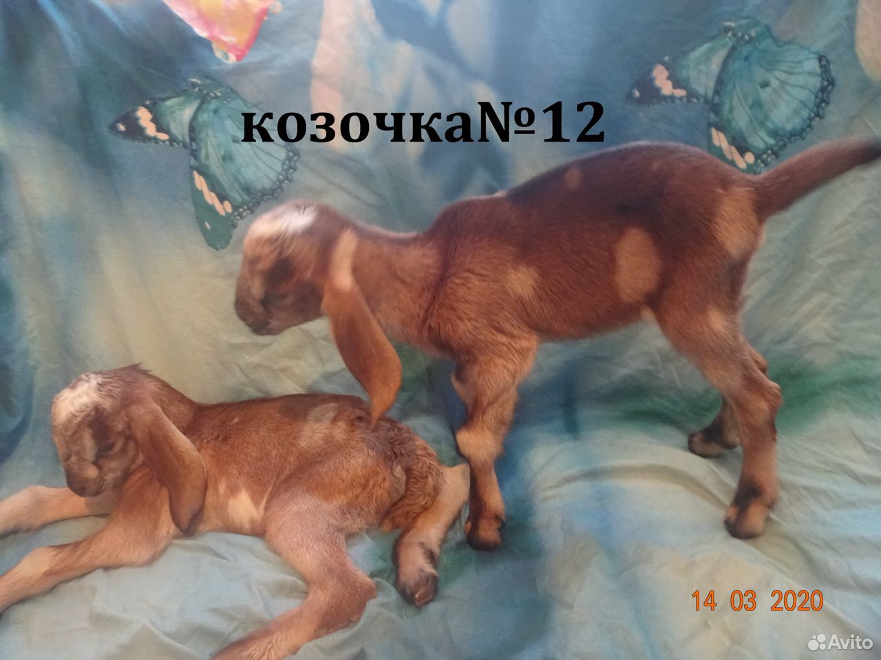 Англо-нубийские козлята купить на Зозу.ру - фотография № 4