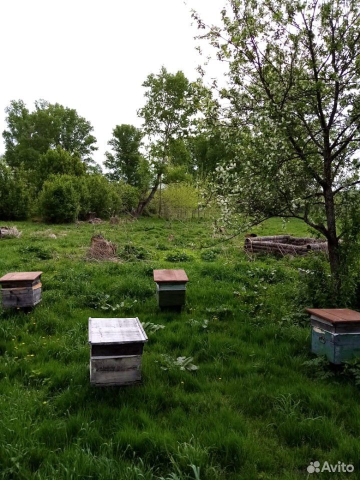 Продаются пчелосемьи 10штук купить на Зозу.ру - фотография № 2
