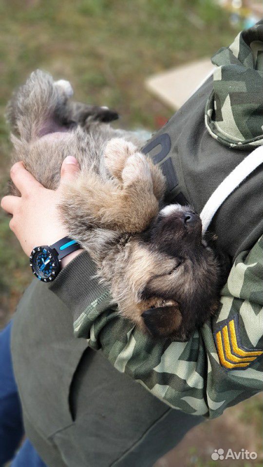 Собака в хорошие руки купить на Зозу.ру - фотография № 10