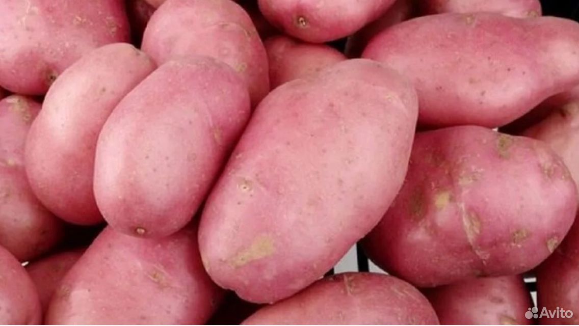 Скороспелый посадочный картофель импала, розара купить на Зозу.ру - фотография № 1