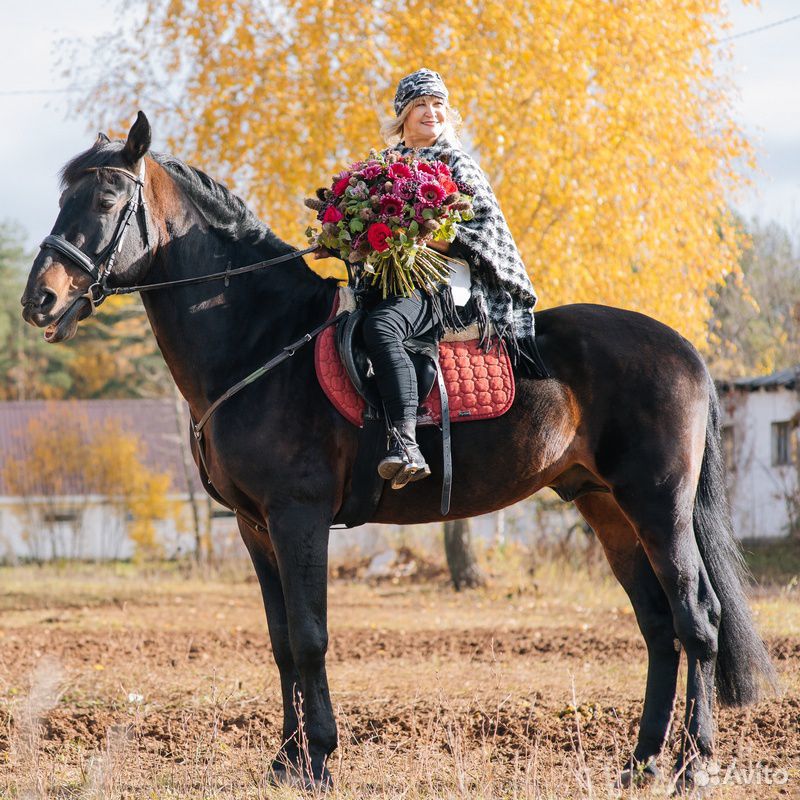 Племенная лошадь купить на Зозу.ру - фотография № 6