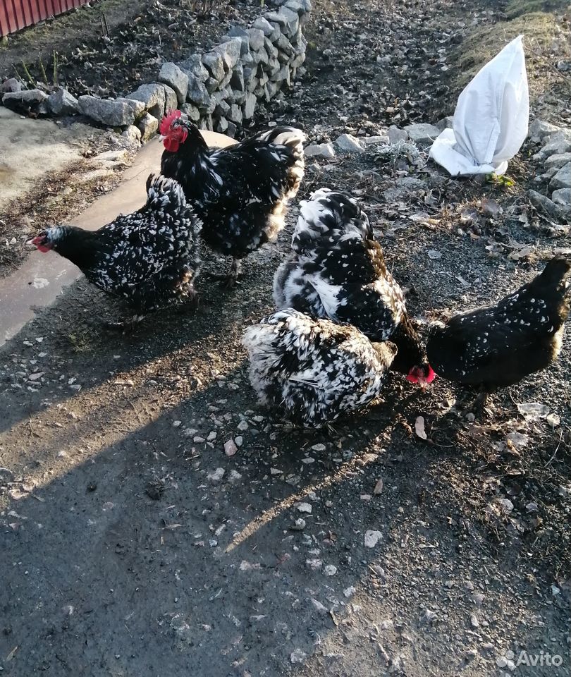 Продам цыплят породы "Британская мраморная" купить на Зозу.ру - фотография № 5