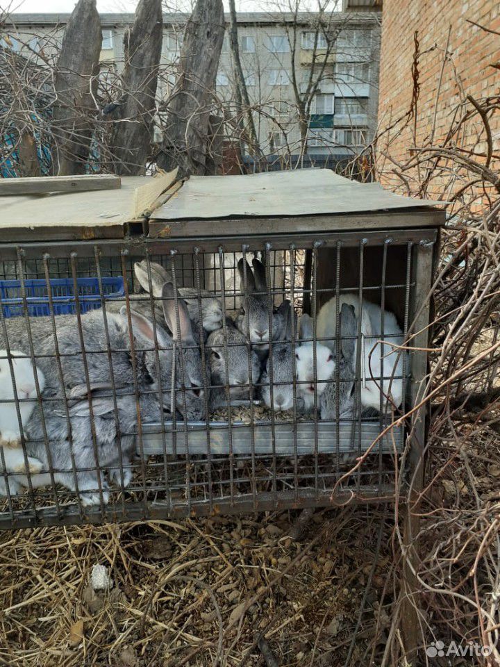 Кролик купить на Зозу.ру - фотография № 1