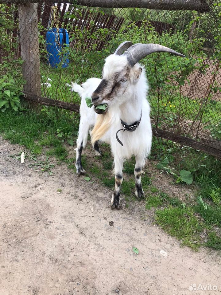 Продам: вязка коз в Челябинске