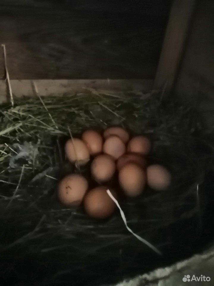 Птица домашняя яйцо инкубационное и цыплят купить на Зозу.ру - фотография № 9