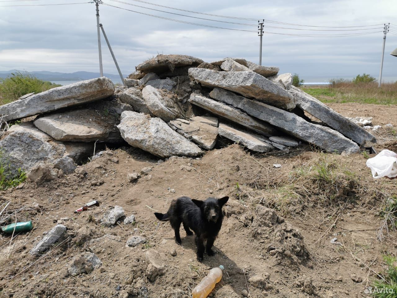 Брошенные щенки и их мама ищут дом купить на Зозу.ру - фотография № 6