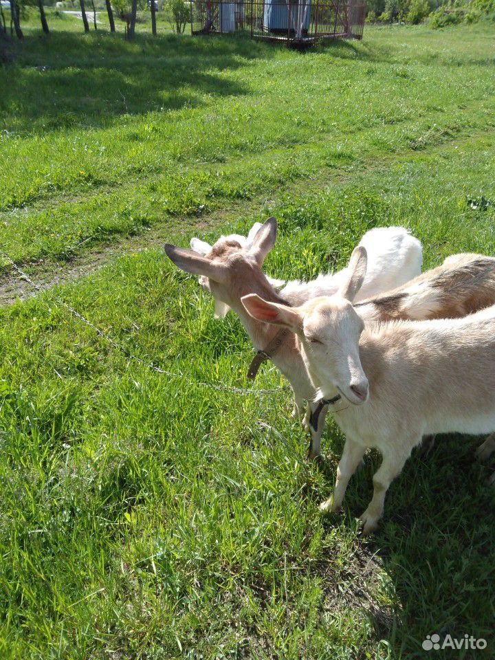 Заано-нубийские козы купить на Зозу.ру - фотография № 3