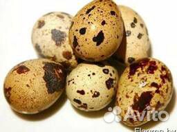 Инкубационное яйцо техасский белый перепел купить на Зозу.ру - фотография № 1