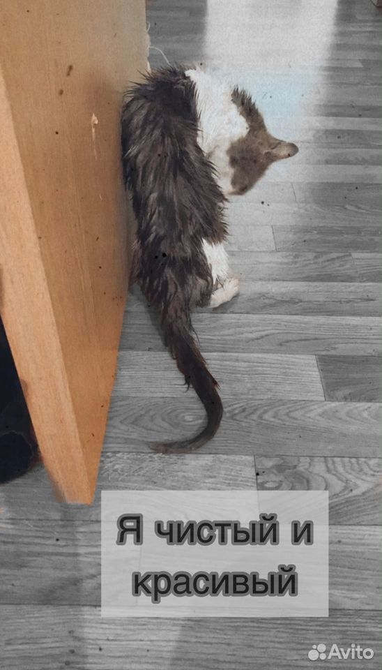 Молодой котик ищет дом купить на Зозу.ру - фотография № 6