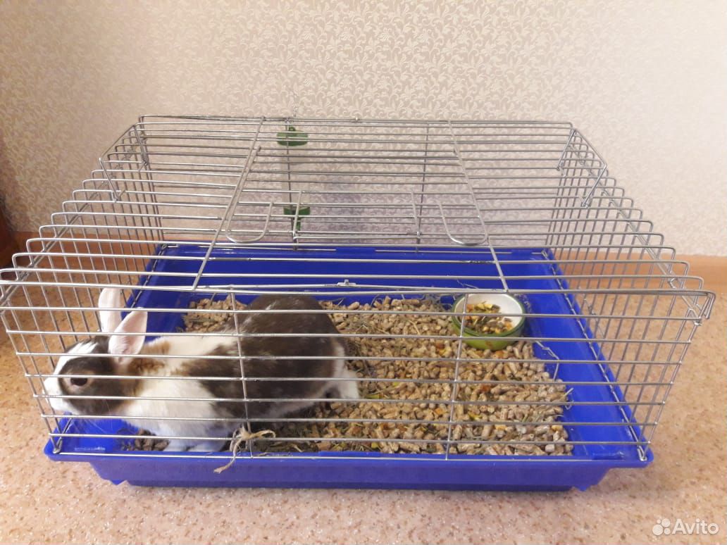 Кролик карликовый купить на Зозу.ру - фотография № 4