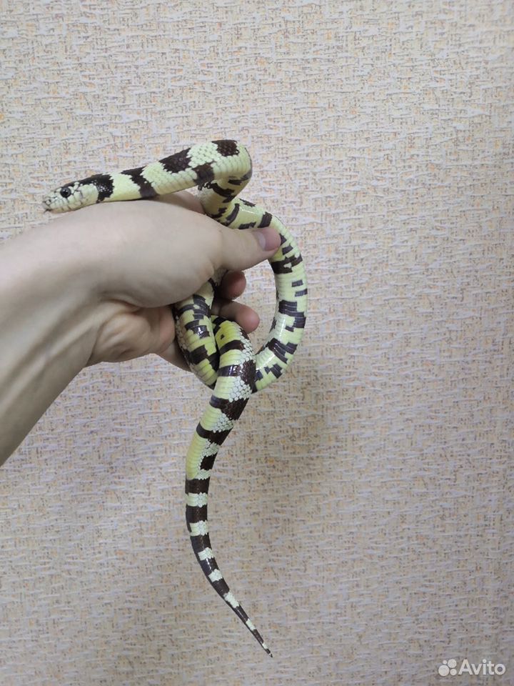 Калифорнийская змея купить на Зозу.ру - фотография № 2