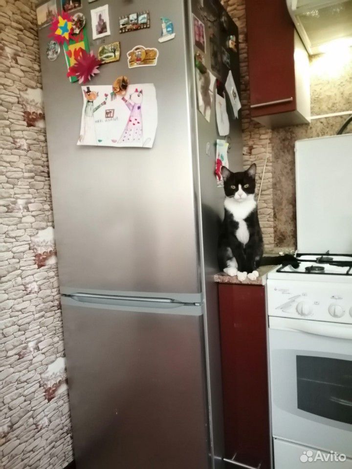 Кот кастрирован 8 мес купить на Зозу.ру - фотография № 3