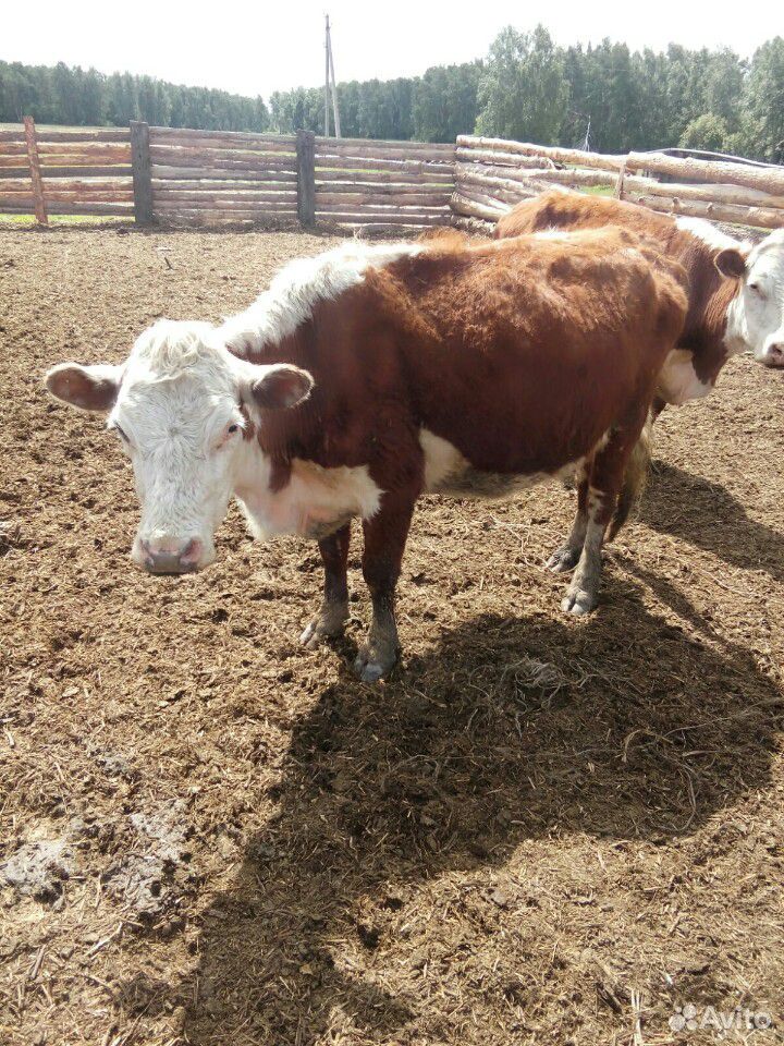 Корова герейфорд с теленком купить на Зозу.ру - фотография № 2