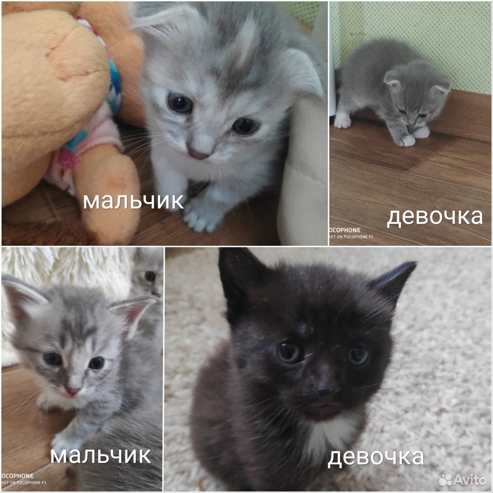 Вислоухие и прямоухие котята купить на Зозу.ру - фотография № 1